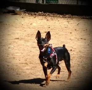 Safe Miniature Pinscher in South Richmond Hill, NY