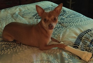 Safe Chihuahua in Chesapeake, VA