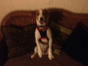 Safe Jack Russell Terrier in Melbourne, FL