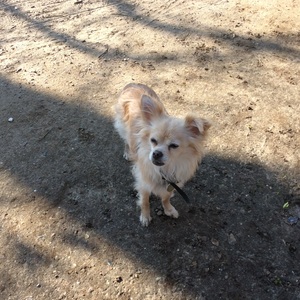 Safe Chihuahua in Oak Park, IL