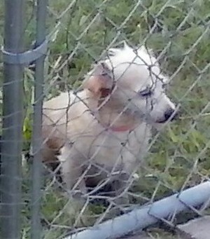 Safe Cairn Terrier in Palmer, TX