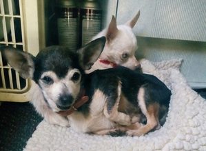 Safe Chihuahua in Centralia, WA