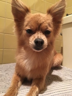 Safe Chihuahua in Corona, NY