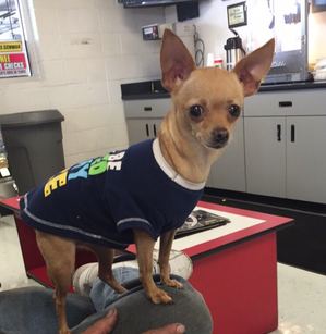 Safe Chihuahua in Fairfield, CA