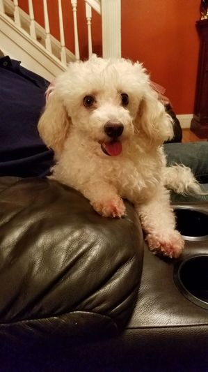 Safe Poodle in Woodhaven, NY