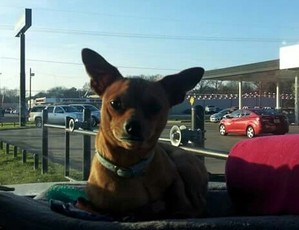 Safe Chihuahua in Longview, TX