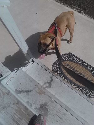 Safe American Bulldog in Phoenix, AZ