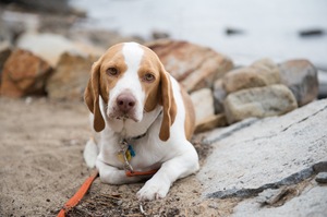 Safe Beagle in Los Altos, CA