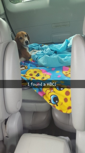 Safe Beagle in Culpeper, VA