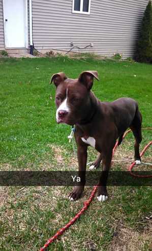 Safe Pit Bull in Cherry Valley, IL