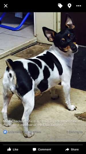 Safe Toy Fox Terrier in Akron, OH