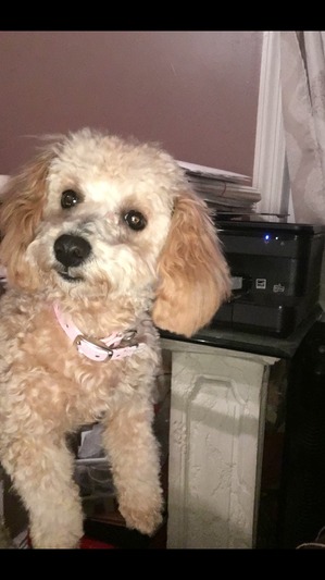 Safe Poodle in Dearborn Heights, MI