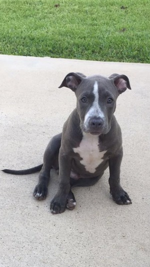 Safe Pit Bull in Fort Worth, TX