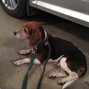 Safe Beagle in Rochester, MN