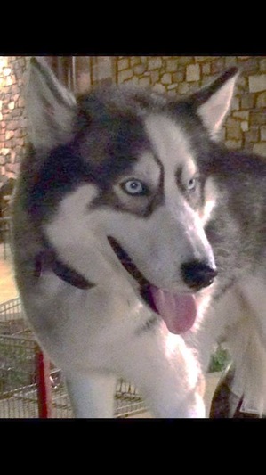 Safe Siberian Husky in Perryville, MO