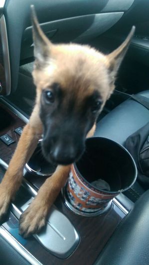 Safe Belgian Malinois in Mission, TX