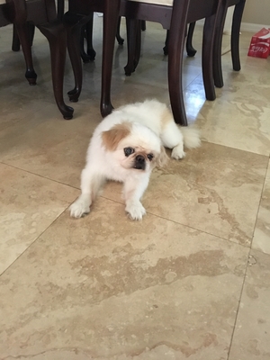 Safe Pomeranian in Valrico, FL