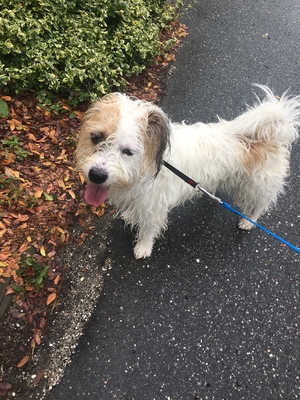 Safe Jack Russell Terrier in Jamaica, NY