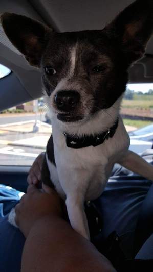 Safe Chihuahua in Kingston, GA