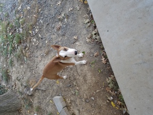 Safe Bull Terrier in Tunnel Hill, GA
