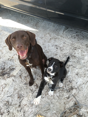Safe Labrador Retriever in New Port Richey, FL