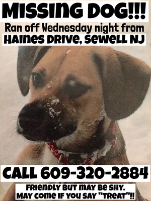 Safe Mutt in Sewell, NJ