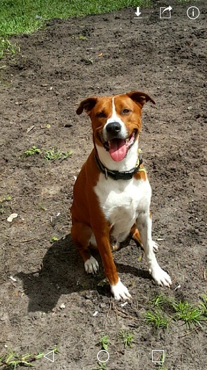 Safe Boxer in Kissimmee, FL US