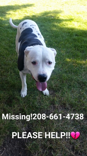 Safe American Staffordshire Terrier in Post Falls, ID