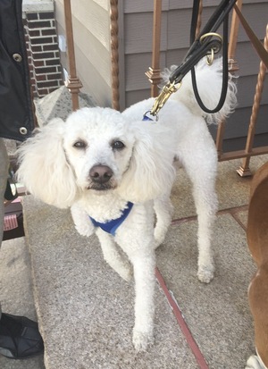 Safe Poodle in Maspeth, NY