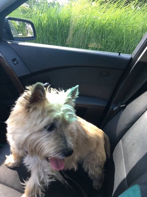 Safe Cairn Terrier in Annapolis, MD US
