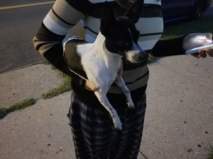 Safe Chihuahua in Elizabeth, NJ