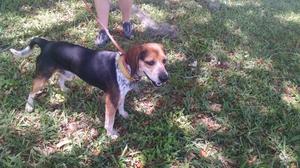 Safe Beagle in Clearwater, FL
