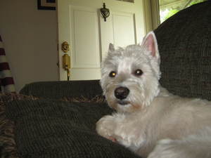 Safe West Highland White Terrier in Granite City, IL