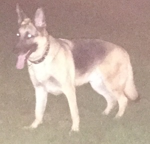 Safe German Shepherd Dog in Lynbrook, NY