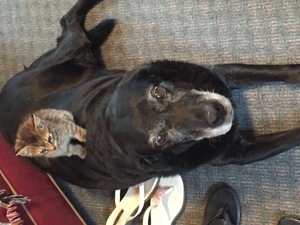 Safe Labrador Retriever in Zionsville, IN