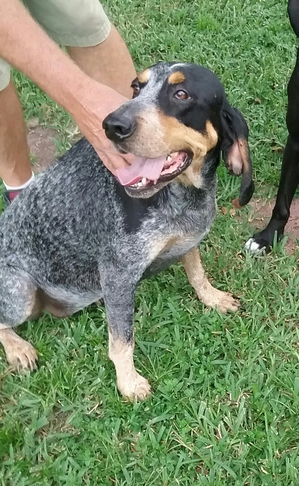 Safe Bluetick Coonhound in Zephyrhills, FL