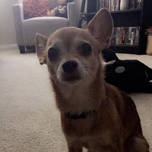 Safe Chihuahua in Aliso Viejo, CA