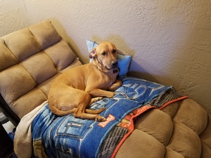 Safe Labrador Retriever in Phoenix, AZ