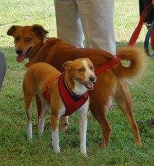 Safe Dog in Castalian Springs, TN