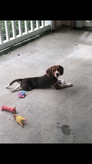 Safe Beagle in Friendswood, TX