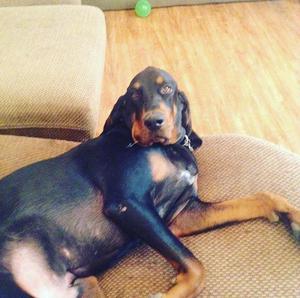 Safe Black and Tan Coonhound in Leander, TX