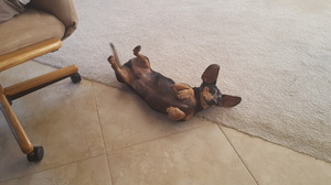 Safe Dachshund in Norco, CA
