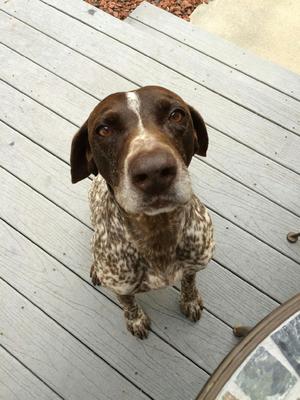 Safe German Shorthaired Pointer in Millers Creek, NC