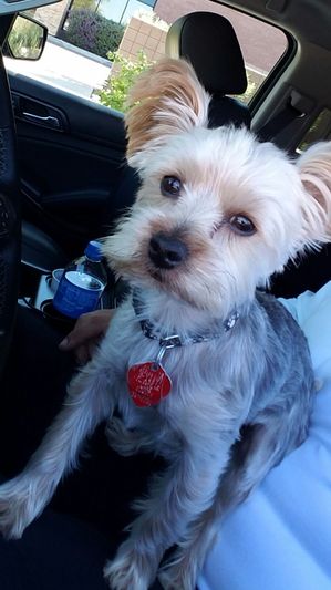 Safe Yorkshire Terrier in Paradise Valley, AZ