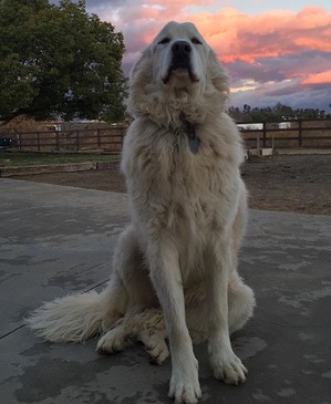 Safe Great Pyrenees in Perris, CA