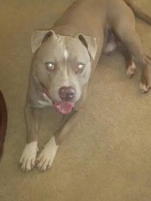 Safe Pit Bull in Bacliff, TX