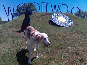 Safe Treeing Walker Coonhound in Newport, NC