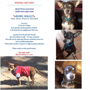 Safe Chihuahua in Riverside, CA