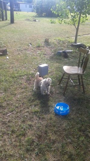 Safe Yorkshire Terrier in Ravenna, OH