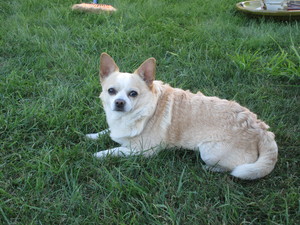 Safe Chihuahua in Glenwood, WA